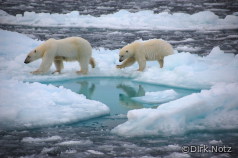 Eisbären am Nordpol