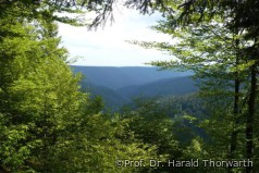 Holznutzung bietet noch Möglichkeiten