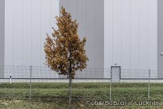 Baumschulen sorgen sich um Arten