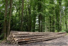 Studie spricht sich für Holznutzung aus