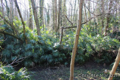 Hanfpalmen in einem Laubwald im Tessin