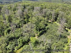 Abgestorbene Buchen im Steigerwald