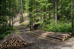 Bewirtschaftete Wälder helfen dem Klima