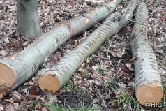 Brennholz ist nicht als Bauholz zu gebrauchen