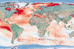 Meeresoberflächentemperatur vom 31.Juli