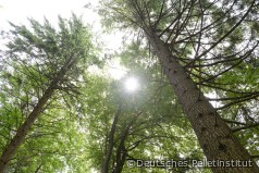 Wälder speichern immer weniger Kohlendioxid