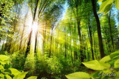 Sofort-Maßnahmenpaket für Bioenergie und Wald